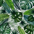 Background of tropical leaves; monstera, palm, banana, saw palmetto, calathea. Watercolor illustration