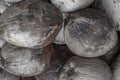 Background of tropical whole coconut fruit stained foundation close-up design Royalty Free Stock Photo