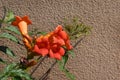 Background Trumpet Vine Plant Royalty Free Stock Photo