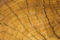 Background of a truncated tree trunk