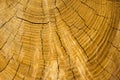Background of a truncated tree trunk