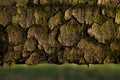 Background of truncated wood and tree bark