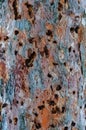 Background from the trunk of an old damaged bird and insect tree Royalty Free Stock Photo