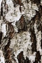 Background of trunk of white birch. Texture of birch bark. Tree close-up. Royalty Free Stock Photo