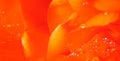 Background of tulip petals and shiny drops of water