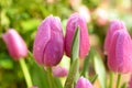 Background tulips with bokhe and copyspace Royalty Free Stock Photo