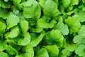 Background of turnip leaves. Graphic resources