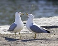 Background with two gulls in love staying on the shore