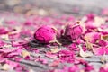 Background with two rose buds and petals Royalty Free Stock Photo