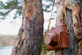 On the background of two trunks of pine trees, an old camera of a film type hangs Royalty Free Stock Photo
