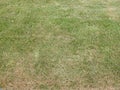 Background type view of green grass on a pavement road