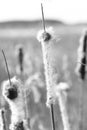 Background on typha latifolia in close up Royalty Free Stock Photo