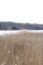 Background on typha latifolia in close up Royalty Free Stock Photo