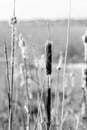 Background on typha latifolia in close up Royalty Free Stock Photo