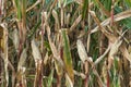 Background of uncollected overripe corn