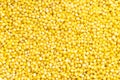 Background - uncooked polished proso millet grains