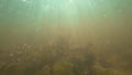 Background of a underwater turbid in shallow water.