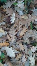 Background of unfocused deciduous leaves
