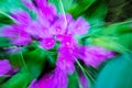 Background of unfocused flowers with zooming, pink and green colors Royalty Free Stock Photo