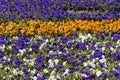 Background of urban purple, orange and white flowers	. Royalty Free Stock Photo