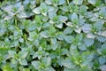 Background with Urtica dioica, common nettle, stinging nettle