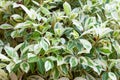 Background of variegated ficus foliage in summer garden