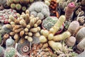 Background of various cacti, gardening theme Royalty Free Stock Photo