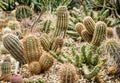Background of various cacti, gardening theme, flower shop Royalty Free Stock Photo
