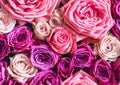 Background of various fresh pink roses. mixed rose bouquet for a wedding Royalty Free Stock Photo