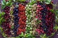 Background of various freshly gathered juicy colorful berries, mix of red currants, black currants, raspberries, white currants, b Royalty Free Stock Photo