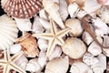 Background of various kind sea shells, starfish and seahorse Royalty Free Stock Photo