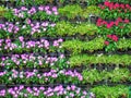 Background of Various Kinds of Potted Flowering Plants on Shelves