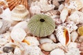 Background of various kinds of sea shells, close up