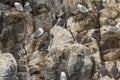 Background of various sea birds and their chicks on a cliff face Royalty Free Stock Photo