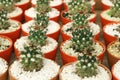 Background of various small cactus or succulent green plant in colorful pots by front view