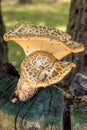 Background vegetable two mushrooms big small grow on a tree stump old cracked sunny day Royalty Free Stock Photo