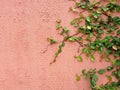 Background of Velcro green plant climbing on red wall Royalty Free Stock Photo