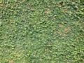 Background of Velcro green plant climbing on red wall