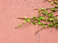Background of Velcro green plant climbing on red wall Royalty Free Stock Photo