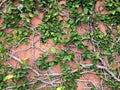 Background of Velcro green plant climbing on red wall Royalty Free Stock Photo
