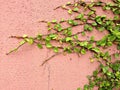 Background of Velcro green plant climbing on red wall Royalty Free Stock Photo