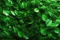 Background of Verdant Close-Up of a Lush Plant with Vibrant Green Leaves Royalty Free Stock Photo