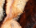 background of expensive animal furs for sale in luxury fur shop Royalty Free Stock Photo