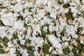 Background of viburnum petals on grass, white and green faded floral backdrop