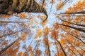 background view of the bottom of the tops of the trees stretch to the blue sky with yellow and red bright leaves in the