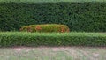 The background view of the fence line of small fresh green shrubs