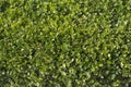 Background view of privet hedge Royalty Free Stock Photo