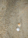 Background view of two seashells on the surface of the beach sand. Royalty Free Stock Photo