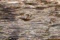 Wood decay, Old grunge dark textured wooden background The surface of the old brown wood texture. Stump structure Royalty Free Stock Photo