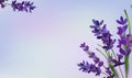 Background of violet bouquets lavender on a purple background. Banner with lavender flowers for perfumery, health Royalty Free Stock Photo